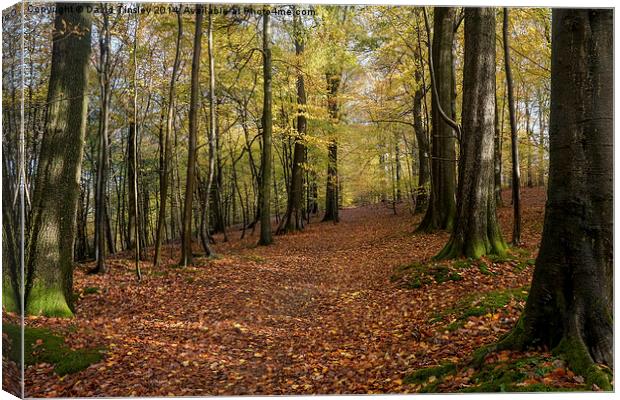  Autumn Woodland Walk Canvas Print by David Tinsley