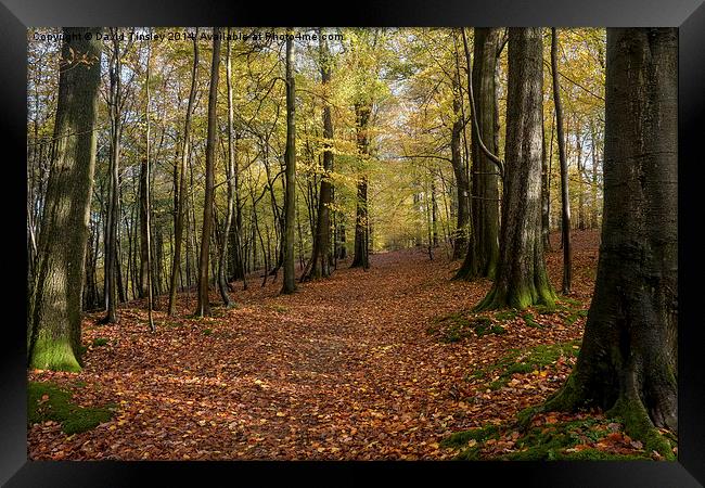  Autumn Woodland Walk Framed Print by David Tinsley