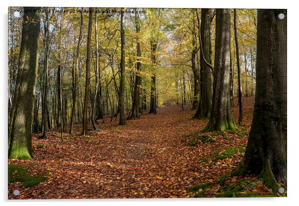  Autumn Woodland Walk Acrylic by David Tinsley