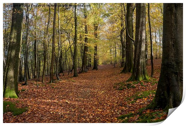  Autumn Woodland Walk Print by David Tinsley