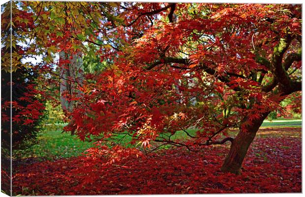 Red Maple leaves in autumn Canvas Print by Jonathan Evans