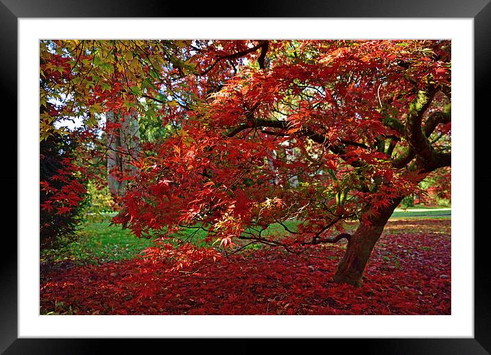 Red Maple leaves in autumn Framed Mounted Print by Jonathan Evans