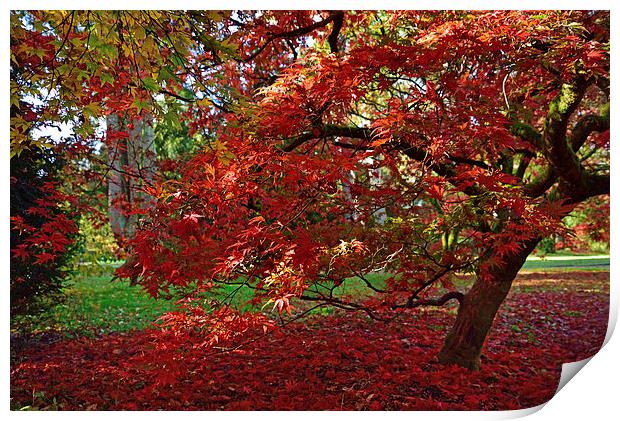 Red Maple leaves in autumn Print by Jonathan Evans