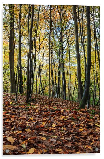  Autumn Beech Leaves  Acrylic by David Tinsley