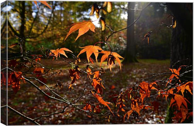 Maple leaves with sun light  Canvas Print by Jonathan Evans