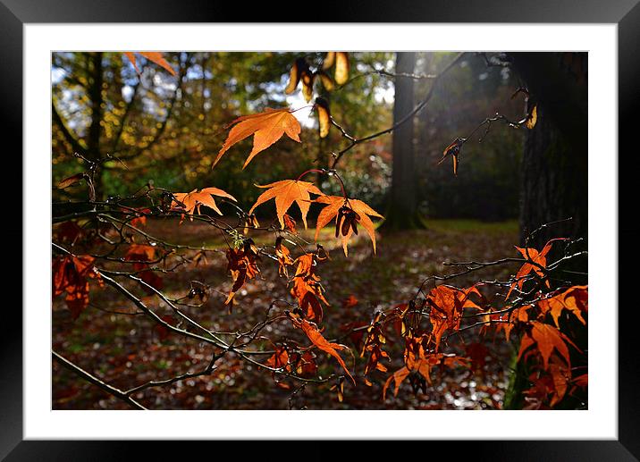 Maple leaves with sun light  Framed Mounted Print by Jonathan Evans