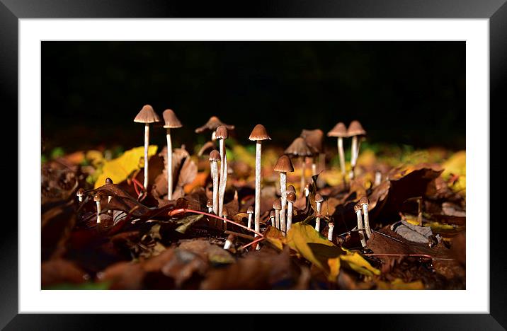 Mushrooms on the forest floor bathed in sun light Framed Mounted Print by Jonathan Evans