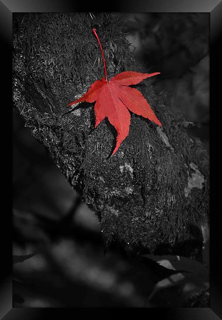 Red maple on branch. Black and white  Framed Print by Jonathan Evans