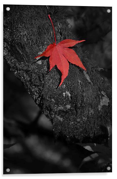 Red maple on branch. Black and white  Acrylic by Jonathan Evans