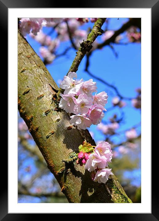 Spring time blossom on branch  Framed Mounted Print by Jonathan Evans