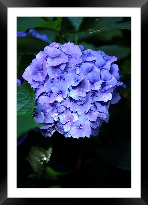 Blue Hydrangea with water droplets on the petals Framed Mounted Print by Jonathan Evans