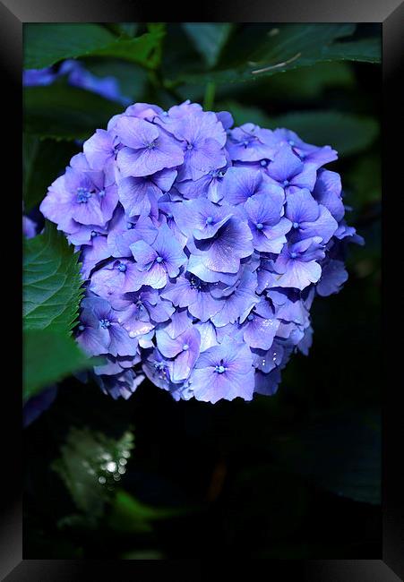Blue Hydrangea with water droplets on the petals Framed Print by Jonathan Evans