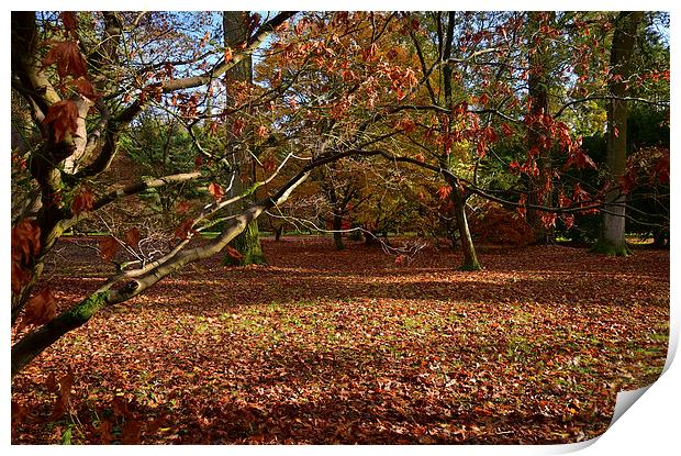 Autumn with Maple trees and leaves Print by Jonathan Evans