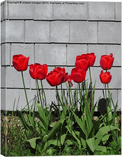  Red tulips in the sun Canvas Print by alastair morgan