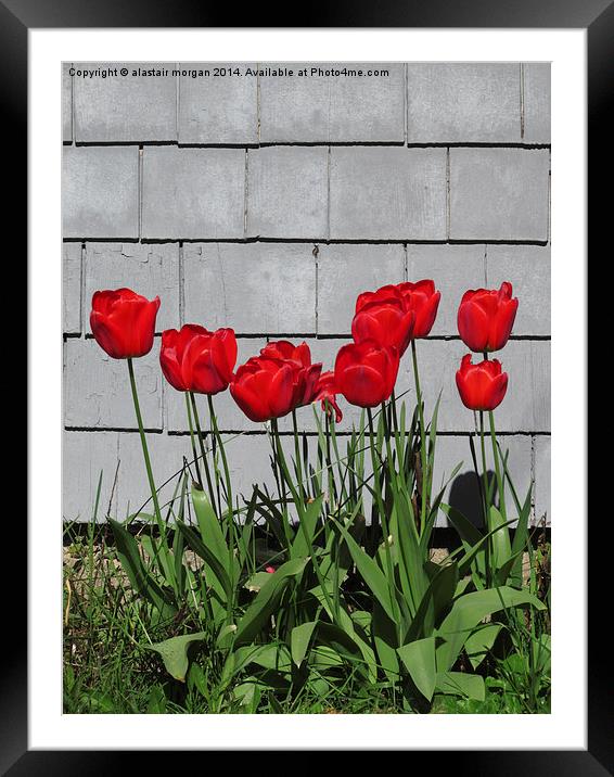  Red tulips in the sun Framed Mounted Print by alastair morgan