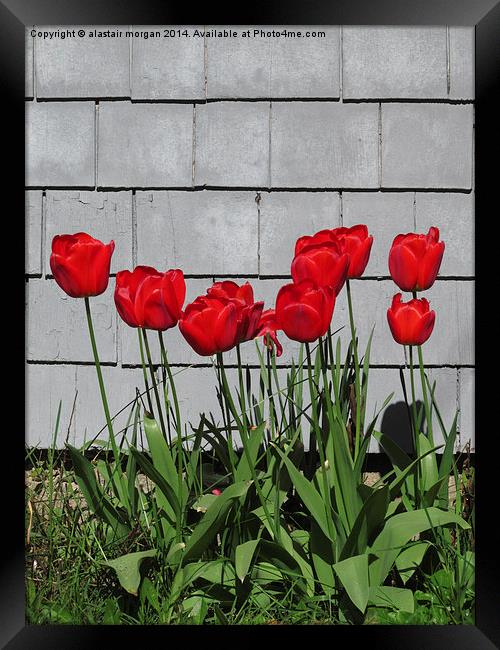  Red tulips in the sun Framed Print by alastair morgan