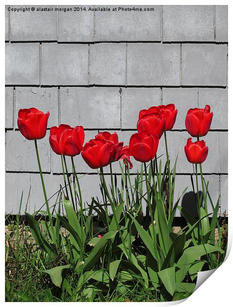  Red tulips in the sun Print by alastair morgan