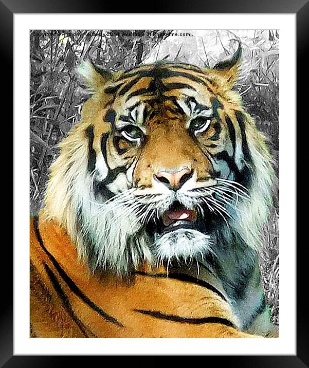 TIGER   Framed Mounted Print by Anthony Kellaway