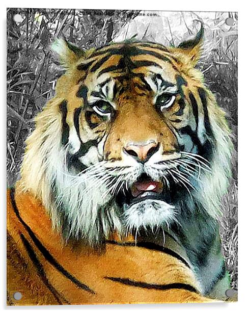 TIGER   Acrylic by Anthony Kellaway