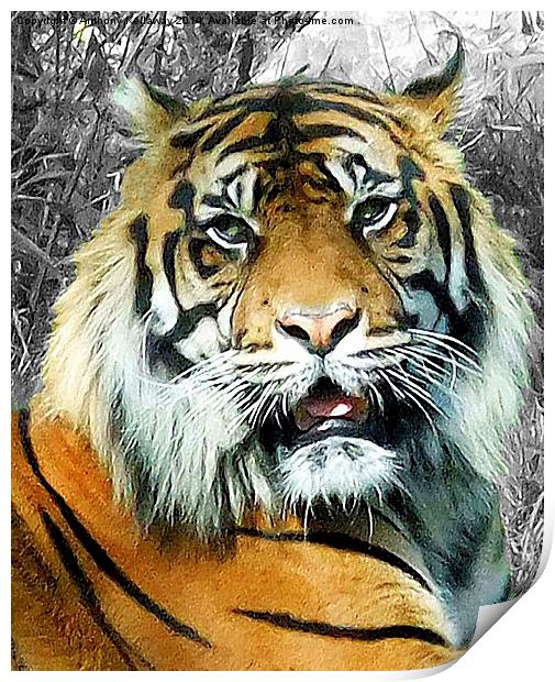 TIGER   Print by Anthony Kellaway
