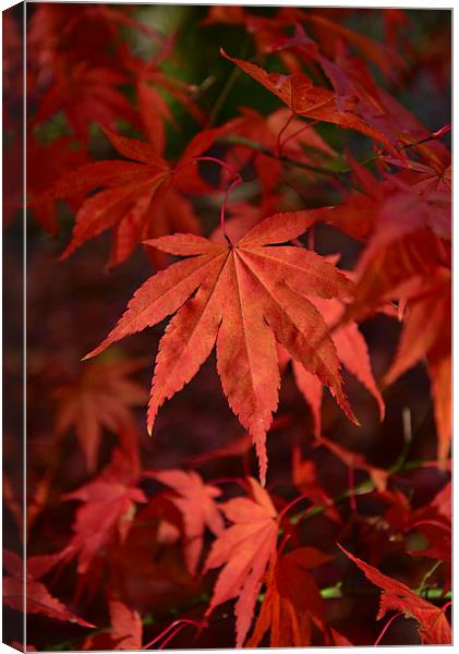 Maple leaves Canvas Print by Jonathan Evans