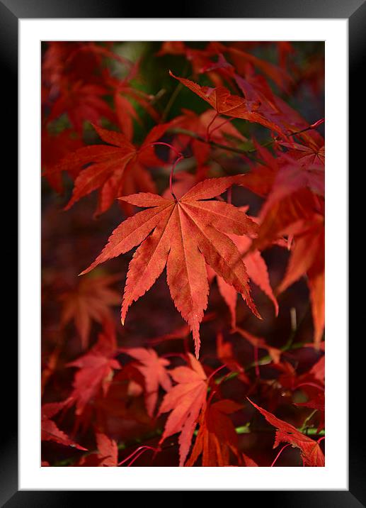 Maple leaves Framed Mounted Print by Jonathan Evans