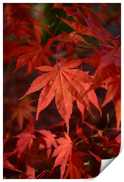 Maple leaves Print by Jonathan Evans