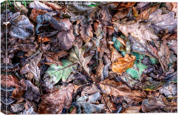  Autumn Leaves! Canvas Print by Simon Rees