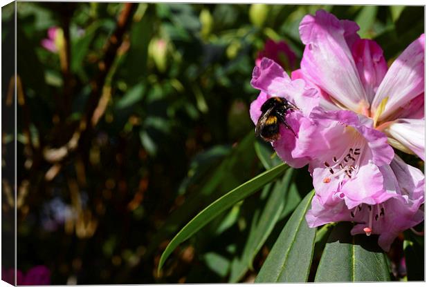 Rhododendron and bumble bee  Canvas Print by Jonathan Evans
