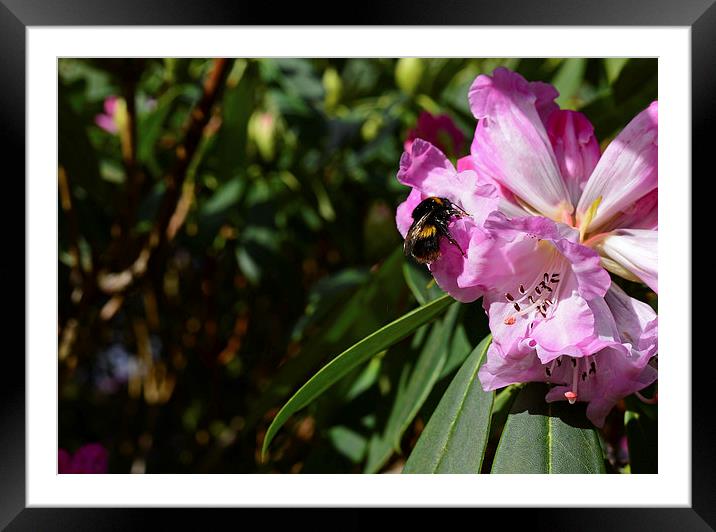 Rhododendron and bumble bee  Framed Mounted Print by Jonathan Evans