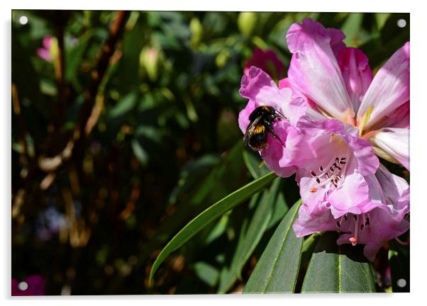 Rhododendron and bumble bee  Acrylic by Jonathan Evans