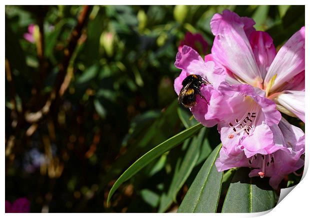 Rhododendron and bumble bee  Print by Jonathan Evans