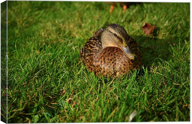 White backed duck Canvas Print by Jonathan Evans