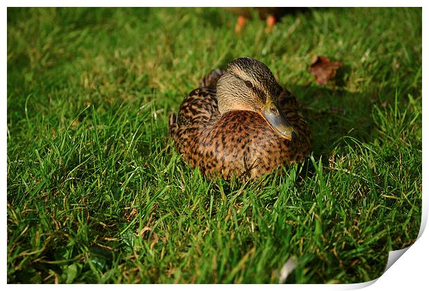 White backed duck Print by Jonathan Evans