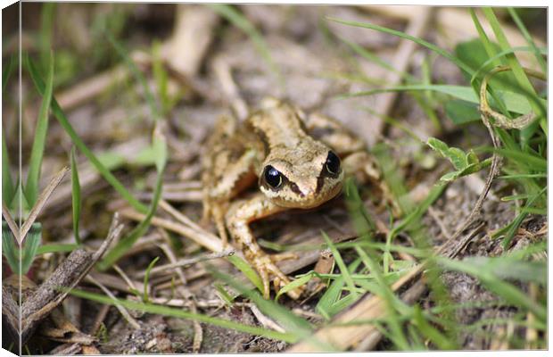  Common Frog Canvas Print by Darryl Hopkins