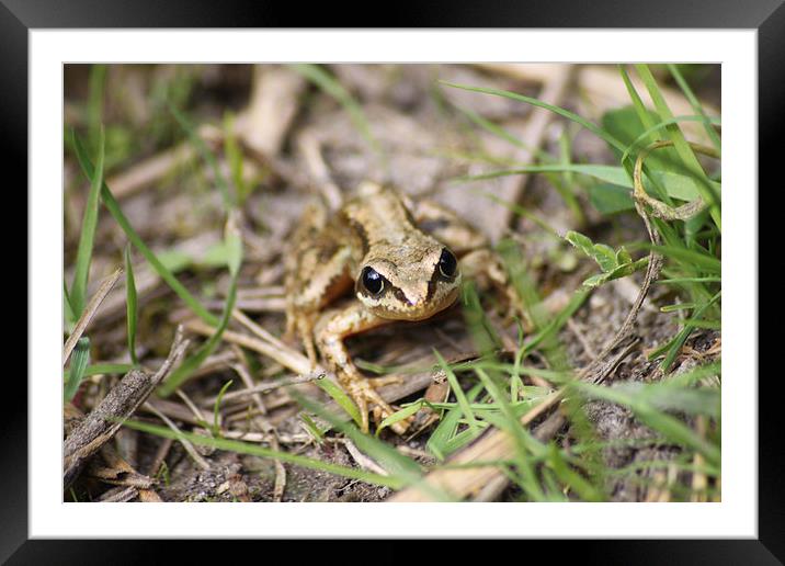  Common Frog Framed Mounted Print by Darryl Hopkins