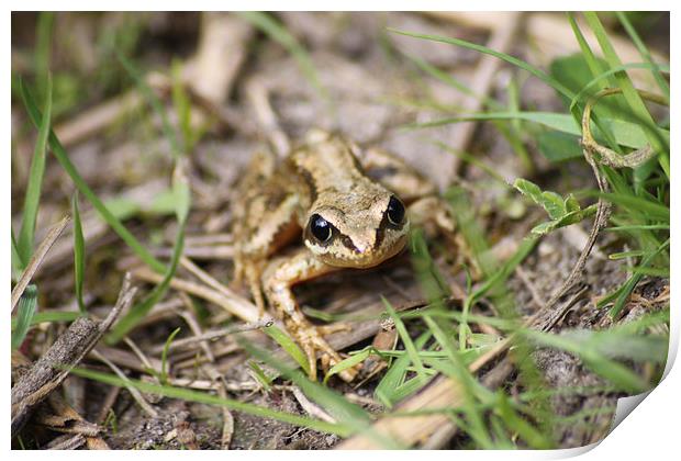  Common Frog Print by Darryl Hopkins
