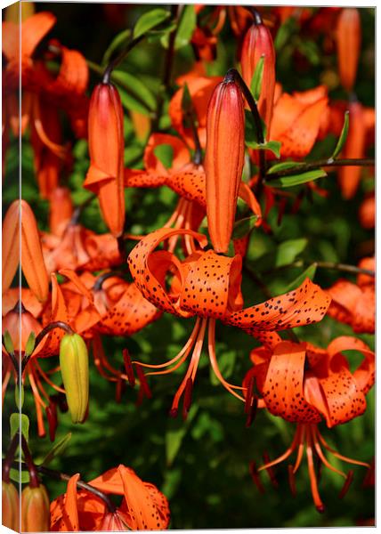 Tiger Lily  Canvas Print by Jonathan Evans