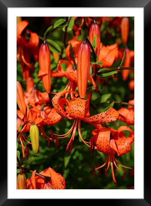 Tiger Lily  Framed Mounted Print by Jonathan Evans