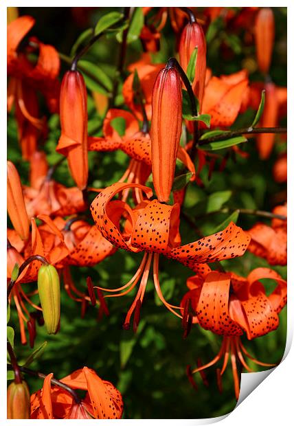 Tiger Lily  Print by Jonathan Evans