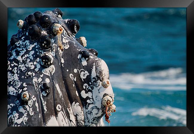  Humpback Whale close up with Barnacles Framed Print by James Bennett (MBK W