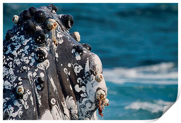  Humpback Whale close up with Barnacles Print by James Bennett (MBK W