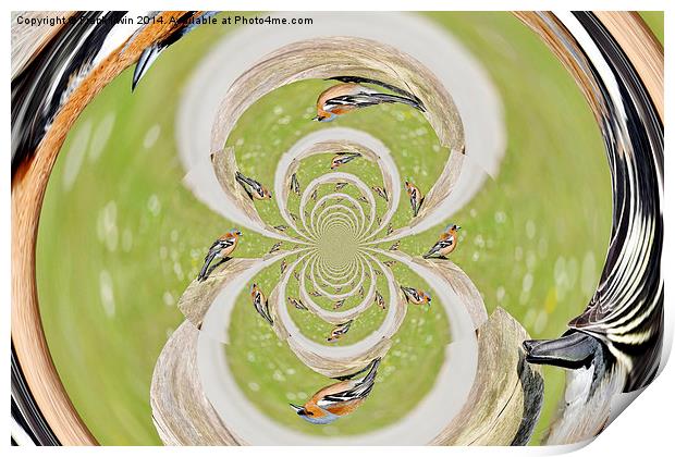  Abstract compendium of birds Print by Frank Irwin