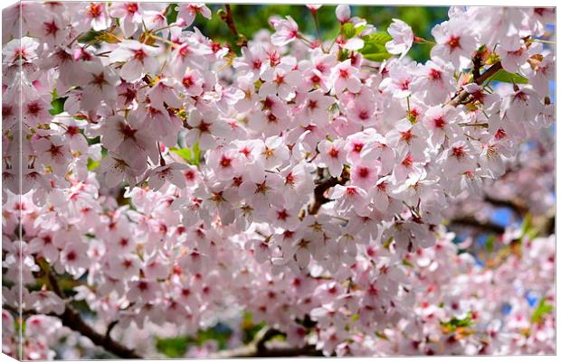 Cherry Blossom in the Spring  Canvas Print by Jonathan Evans