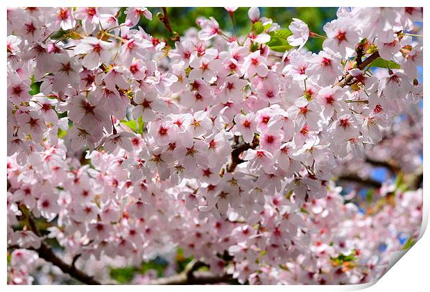 Cherry Blossom in the Spring  Print by Jonathan Evans