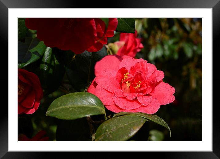 Red camellia and rain Framed Mounted Print by Jonathan Evans