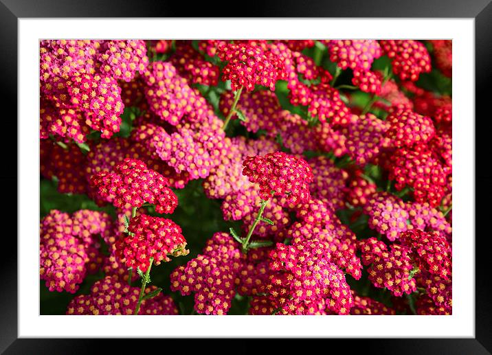 Spring Red flowers Framed Mounted Print by Jonathan Evans