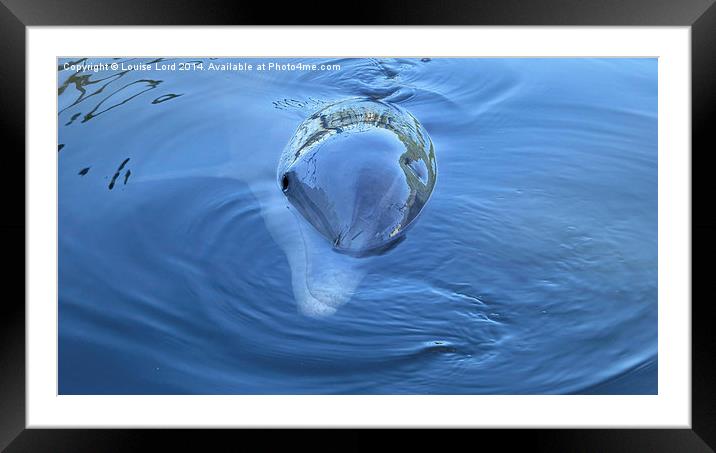  Nosey the Dolphin Framed Mounted Print by Louise Lord