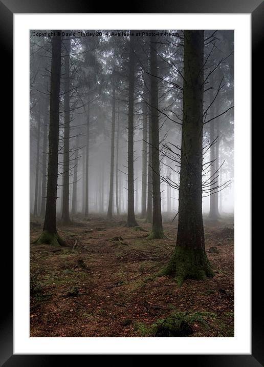  Misty Spruce Woods Framed Mounted Print by David Tinsley