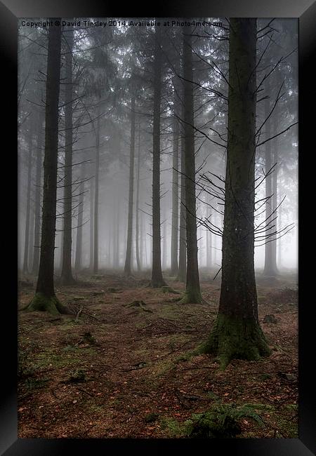  Misty Spruce Woods Framed Print by David Tinsley